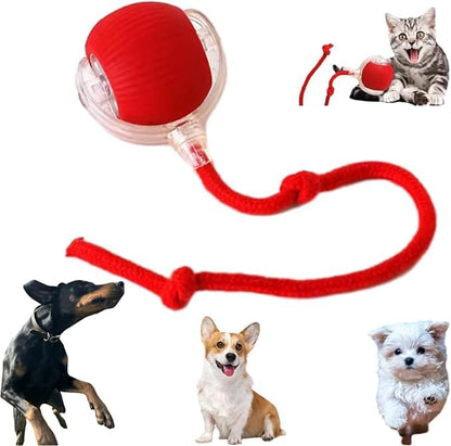 Spinball cat toy